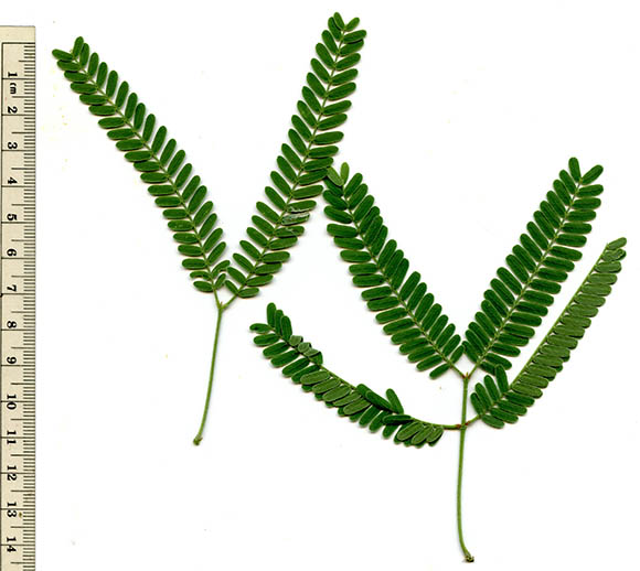  Prosopis velutina